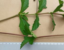 Singapore daisy stems are cylindrical and maybe green or reddish.