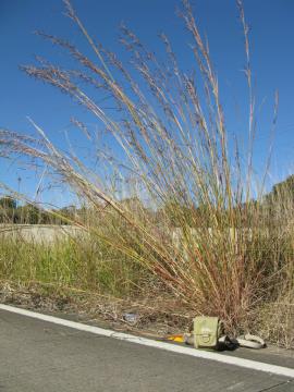 Thatch grass often grows in disturbed areas including along roadsides.