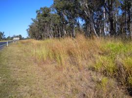 Thatch grass grows up to 3 m tall and has a reddish tinge.