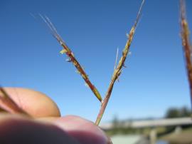 Thatch grass seedheads have paired branches in a V-shape.