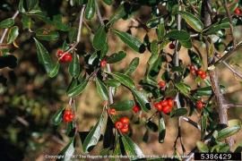 Orange firethorn has yellow to orange red fruit.