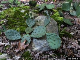 The pads on creeping pear are often flat on the ground.