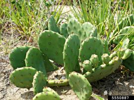 Creeping pear has oval shaped pads with or without spines.