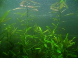 A submerged East Indian hygrophila plant.