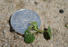 The leaves on kudzu seedlings are only a few millimetres long. 