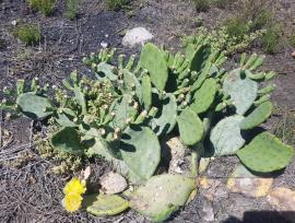 Creeping pear pads are more upright when the plants are flowering.