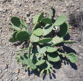 Some creeping pear pads have long spines along their edges.