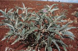 Silverleaf nightshade is a prickly, branched perennial herb to 1 m high.