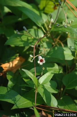 Skunk vine flowers are funnel-shaped with 4–5 lobes.