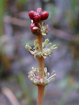 Eurasian water milfoil flower spike.