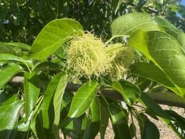 Female osage orange flowers are a round, green ball with hundreds of yellow threads. 