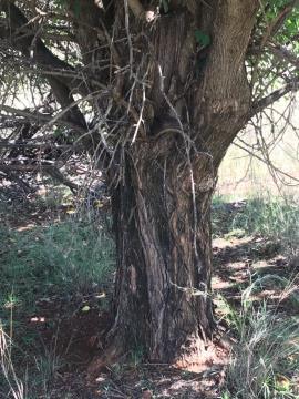 Osage orange trees have short trunks and many branches.