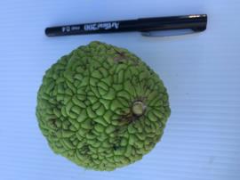 Osage orange has bumpy fruit the size of an orange. Green then ripening to yellowish green.