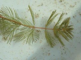 Leaves are featherlike and whorled around the stem.