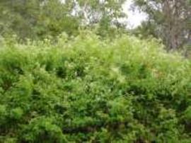 Siam weed forms dense thickets.