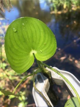 The leaves often have distinctive lines of darker and lighter green running from the base to the tip.