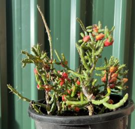 Pencil cactus has many branches, with the central branch becoming woody.