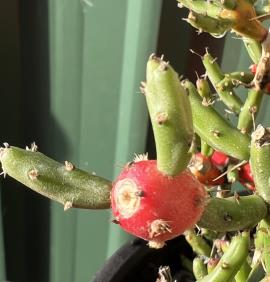Pencil cactus fruit is often bright red.