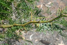 Honey mesquite has long thin leaflets, solitary spines and zigzagged stems. 