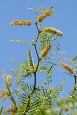 Honey mesquite flowers are clustered together in cylindrical spikes.