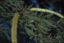 Velvet mesquite has small oblong leaflets, pairs of spines at the base of the leaves. and flowers clustered in cylindrical spikes.