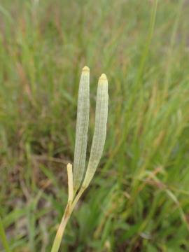 Two thin, cylindrical, green seed capsules.