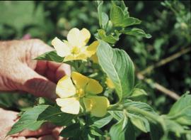 Ludwigia flowers sometimes have 5 petals, each up to 3 cm wide.