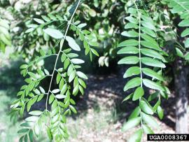 Honey locust leaves are divided into many small leaflets.