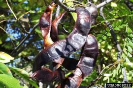 The brown seed pods are leathery, crescent shaped and flattened.