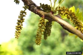 The yellow flowers are in dense clusters. 