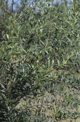 Feral Olive