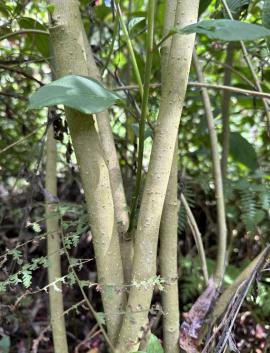Red cestrum stems become woody with age. 