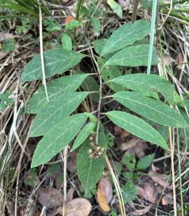 A branch of red cestrum showing alternate scaley leaves.