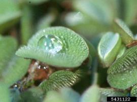 Water spangle fronds are covered in tiny hairs.