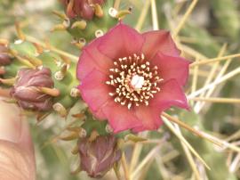 Klein’s cholla has pink flowers or red flowers.