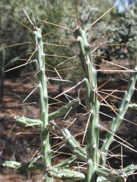 Klein’s cholla has thin light green stems up to 26 cm long and 1.2 cm in diameter.