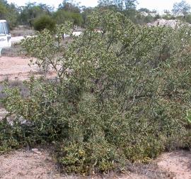 Klein’s cholla is a shrubby cactus up to 2.5 m tall.