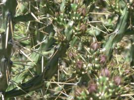 Klein’s cholla spines are white to brown and up to 4.5 cm long.  There are up to 4 spines per areole