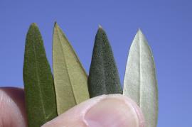 African olive leaves on the left and feral olive leaves on the right. Feral olive leaves are dark grey green on the topside and silvery white on the underside. 