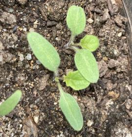 Close up of sticky nightshade seedlings showing hairy stems and leaves.