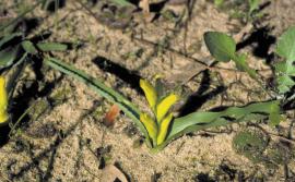 Yellow soldiers has upright, tubular, yellow flowers on short stalks. 