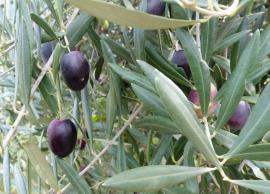 Feral olive fruit are oval shaped and purple or black.