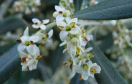 The creamy white flowers have 4 petals and grow in clusters.
