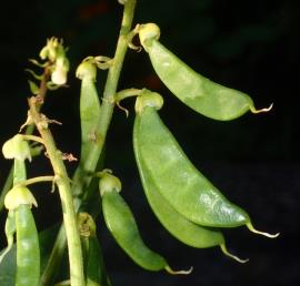 Dipogon has pea-like pods are up to 5 cm long and 1 cm wide with 3-6 seeds. 