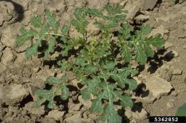 Buffalo burr has deeply lobed leaves.