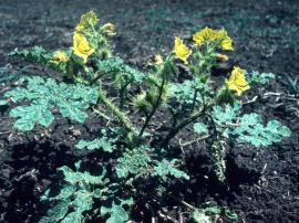 Buffalo burr is a prickly plant with greyish leaves and bright yellow flowers.