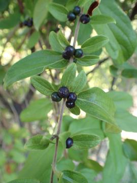Japanese honeysuckle has small berries that are black when ripe.