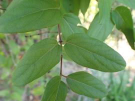 Japanese honeysuckle leaves are in opposite pairs along the stems (which are reddish or purple when young).