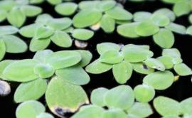 Dwarf water lettuce 