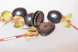 Tutsan berries are black when ripe.